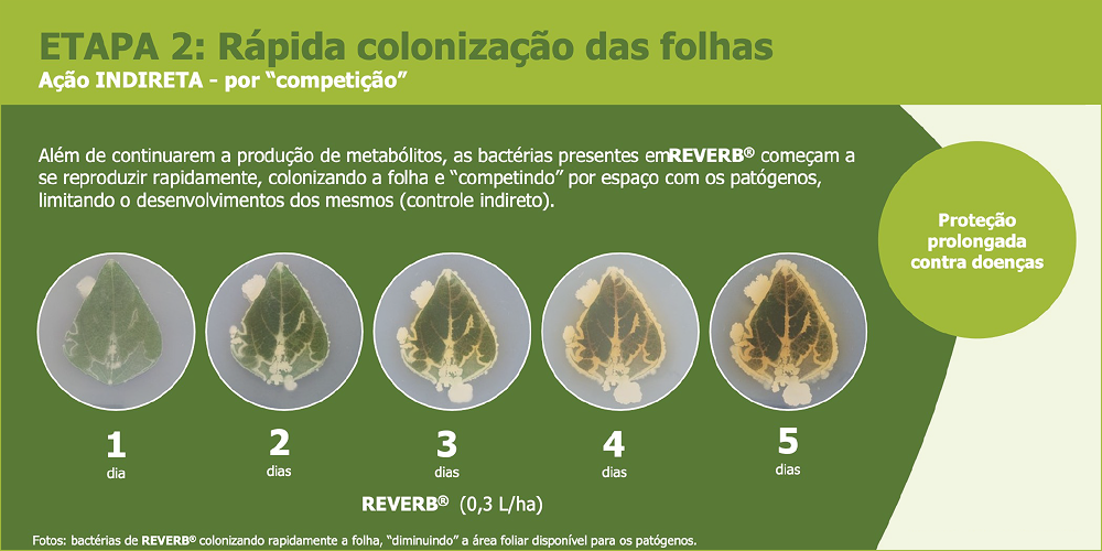 miolo-REVERB-img02C