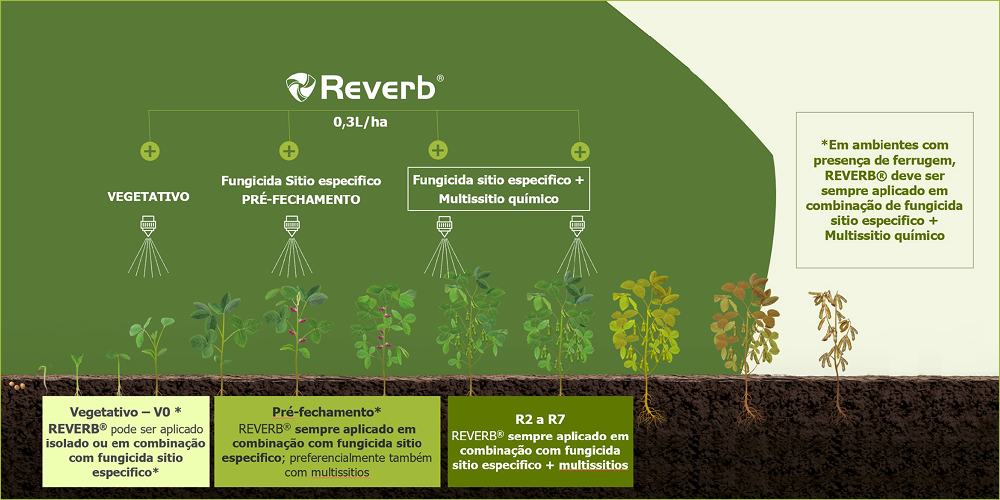 miolo-REVERB-img02D
